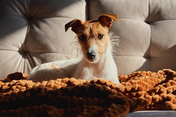 Why Do Dogs Like to Sleep Under the Covers?