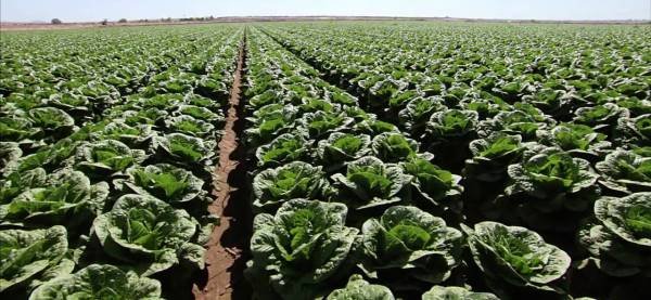 Lettuce Cultivation