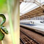 Snake on a bullet train causes rare railway delay in Japan