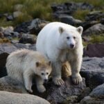 rare-spirit-bear-filmed-rummaging-through-hunters-belongings-in-michigan