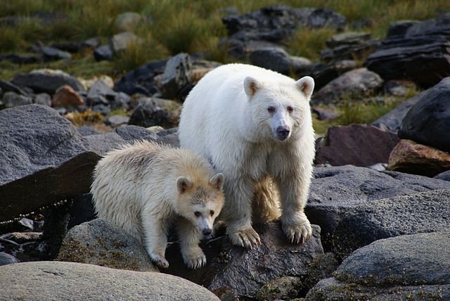 rare-spirit-bear-filmed-rummaging-through-hunters-belongings-in-michigan