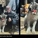 Global Response To The Reports Of Wolf Abuse in Wyoming