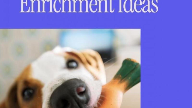 Juniper Launches Free Guide 101 Easy Dog Enrichment Ideas