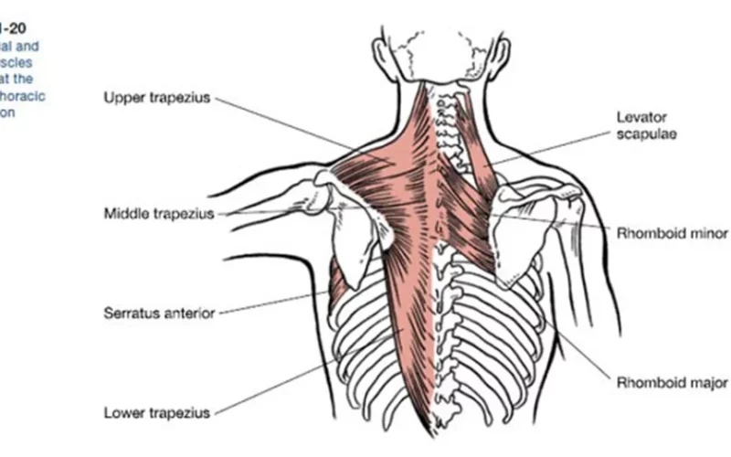 The Brookbush Institute Announces New Lessons on learning “The Scapula Muscles”