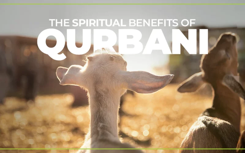 The Importance of Qurbani with Ummah Welfare Trust