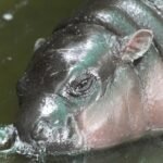 The Thai zoo home to baby hippo and internet sensation Moo Deng is patenting the pygmy