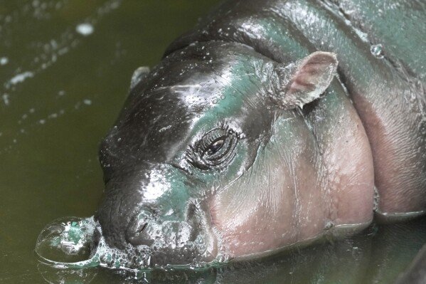 The Thai zoo home to baby hippo and internet sensation Moo Deng is patenting the pygmy