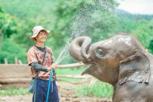 Elephant Sanctuary In Chiang Mai Thrives Despite Recent Floods in Thailand