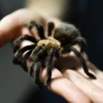 Spider lovers scurry to Colorado town in search of mating tarantulas and community