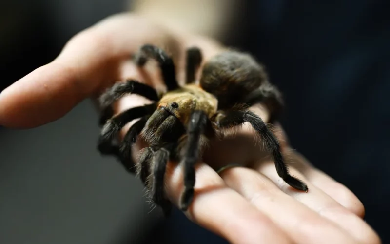 Spider lovers scurry to Colorado town in search of mating tarantulas and community